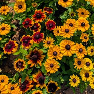 Toto Mix Rudbeckia Thumbnail